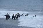 Pinguins rei entram no mar em Salisbury Plain, na Geórgia do Sul